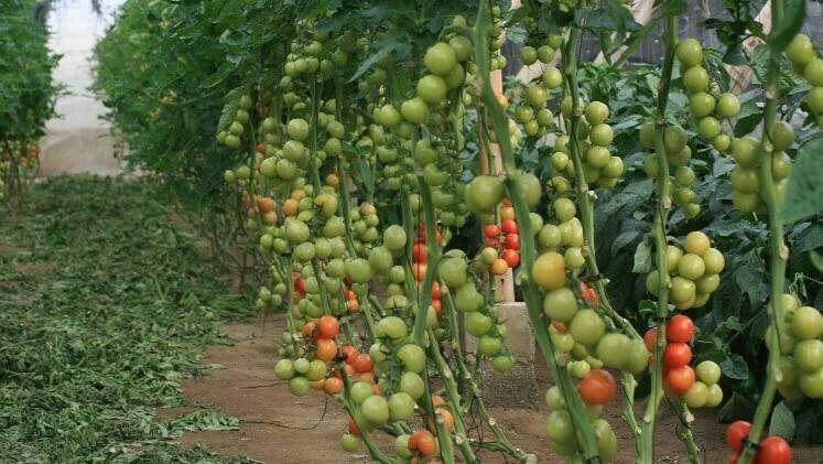 masso-prestop|Micelio2-botritis-tomate-hongo-beneficioso-control-biológico-enfermedades-hongos|Micelio-prestop-botritis-tomate-hongo-beneficioso-control-biológico-massso-agro|nivel-poblacion-gliocladium-OK-768x449|Placas-petri|tomate-fruto-768x512|prestop